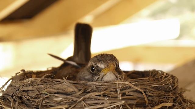 дрозд-рябинник в гнезде смотреть онлайн