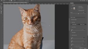 How to Select Diificult Hairy Object using Adobe Photoshop 2022