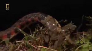 Опасные животные Азии.