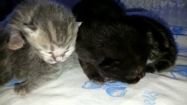 Кошачья семья, новорождённые котята. День четвертый. смотреть онлайн