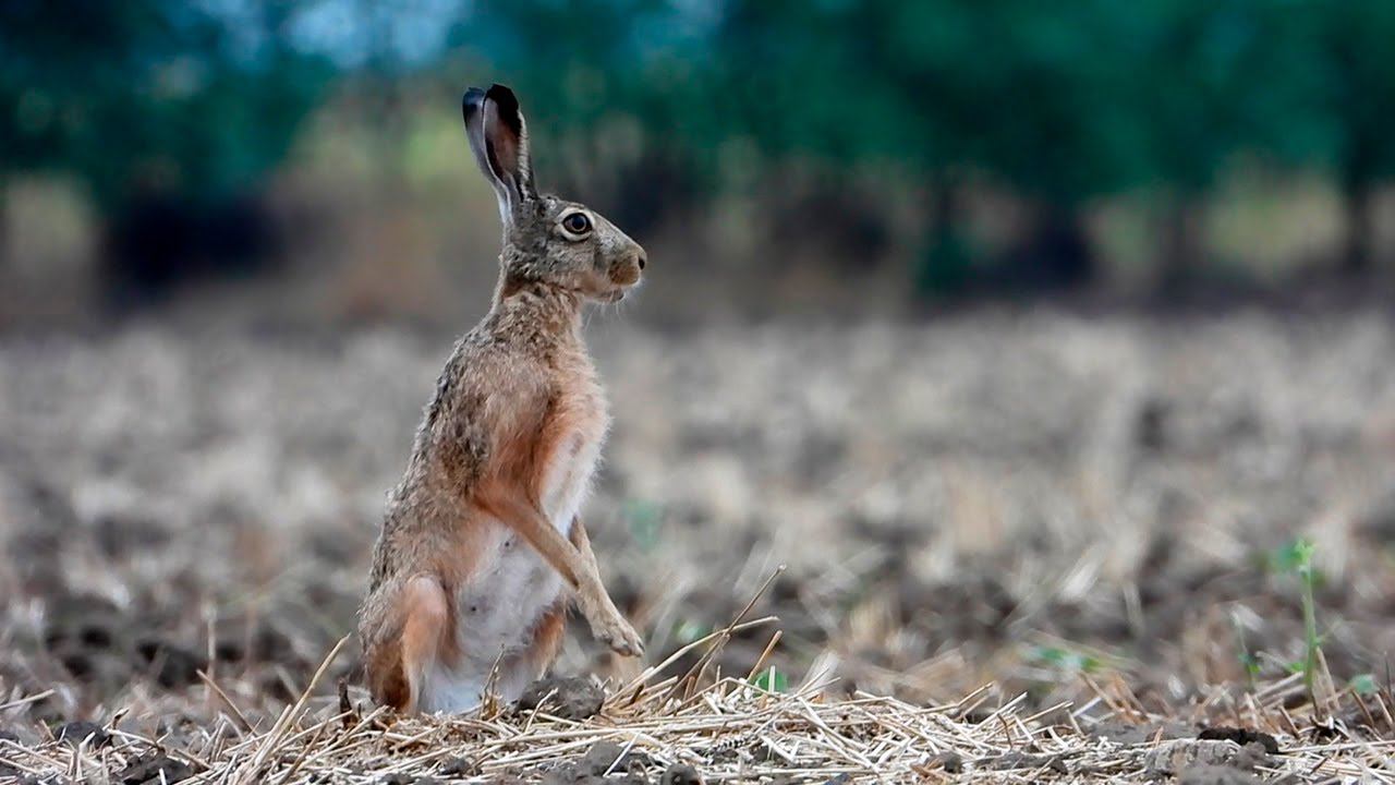 Зайчиха понимает, что за ней наблюдают... смотреть онлайн
