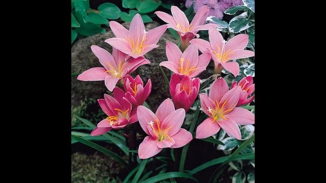 ГАБРАНТУС  (HABRANTHUS)  cем. Амариллисовые (Amarillidaceae)