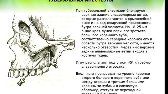 Топанатомия 5.Топанатомия области рта смотреть онлайн