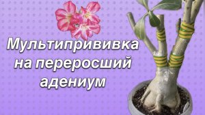 Как из жирафа сделать дерево. Мультипрививка адениума. Арабикум сбросил рожки. 21 мая 2024 г.