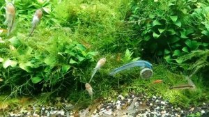 Бычок синий неоновый, стифодон кобальтовый Stiphodon semoni 2