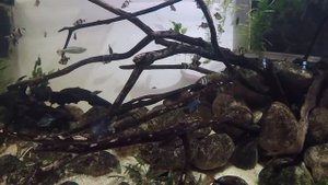 Барбус мутант он же барбус мшистый. Как содержать в аквариуме.