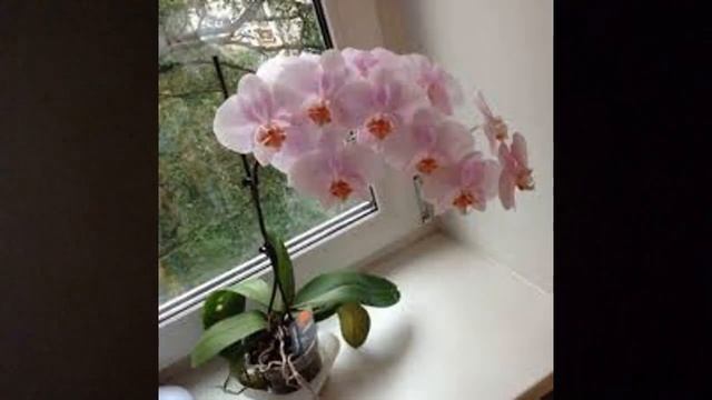 Орхидеи ядовитые цветы и наносят вред здоровью человека?Миф или правда?https://youtu.be/v-UHUz1zS2g смотреть онлайн