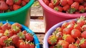 Подкормка клубники дрожжами: повышение урожая втрое. Классные рецепты подкормок