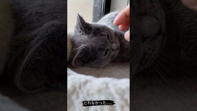 目やにとるのやめてーってなる猫