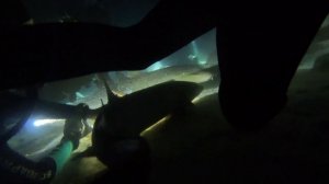 Мальдивы 2023 Дайвинг ⧸⧸ Maldives Divingьдивы 2023 Дайвинг // Maldives Diving