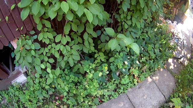 2019 07 19 Что это за гриб как хвостик с красным кончиком смотреть онлайн