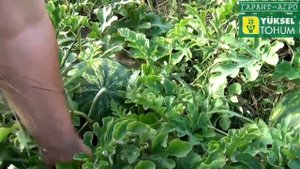 Арбуз Эркен F1 - за несколько дней до уборки. Самый урожайный в своём сегменте!