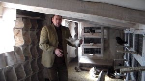 Какими должны быть эти николаевские голуби (стиль полёта бабочка)