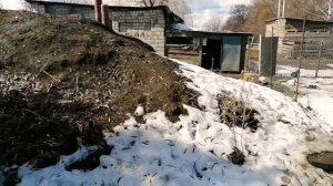 Таких гусей мы еще не видели! Сажаем гусыню на яйца На сколько яиц посадить молодую гусыню?