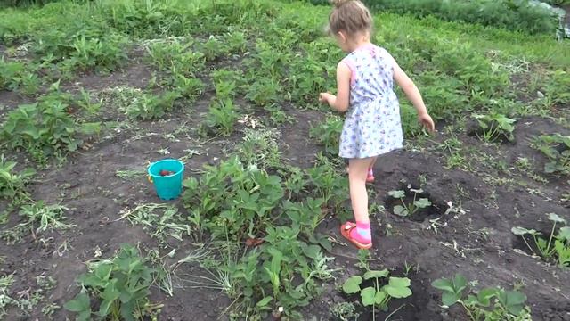 Собираем Клубнику. Девочка собирает урожай спелой клубники смотреть онлайн