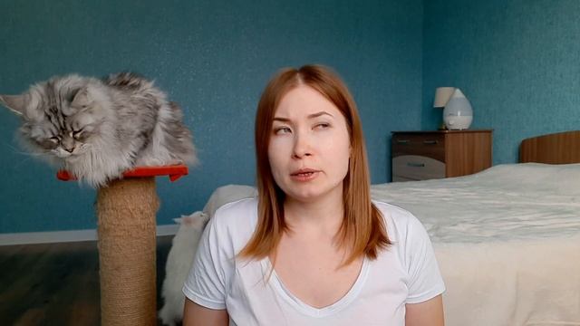 ЖИЗНЬ С МЕЙН-КУНАМИ / МИФЫ О ПОРОДЕ МЕЙН-КУН