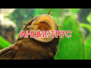 АНЦИСТРУС СОМ ПРИСОСКА. СОДЕРЖАНИЕ И РАЗВЕДЕНИЕ