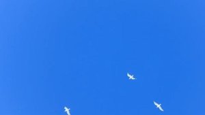 Радиоузел №7 Авсюнино из Губино 14км