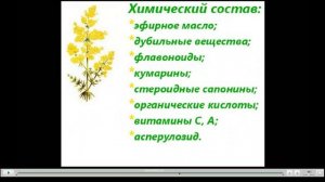 Подмаренник Лечебные свойства