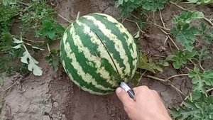 Арбуз АУ Продюсер| Осенний способ выбора зрелого арбуза| Продемонстрирую.