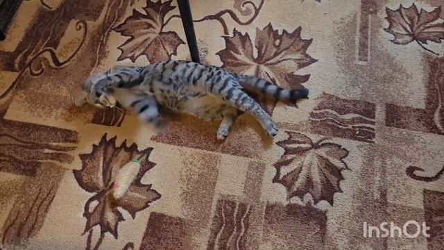 2 ноября 2023 г. Вечерние хлопоты ?⬛?? смотреть онлайн