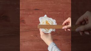 Роза Айвори