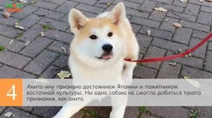 7 интересных фактов об акита-ину