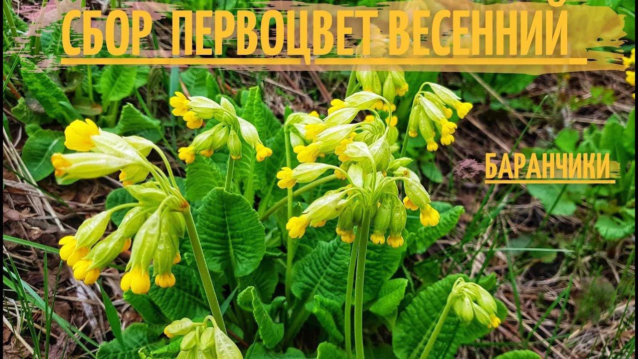 Сбор лекарственных растений! Как собирать первоцвет весенний (лекарственный)! Примула! Баранчики!