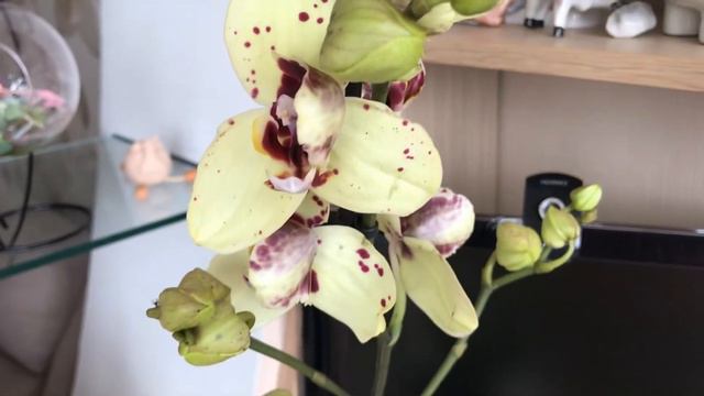 Новинки в орхидейной коллекции: Пелоры🌷и бабочка🦋