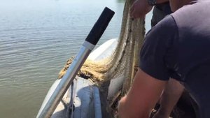 Рыбалка кастинговой сетью с лодки .6 КГ рыбы за один заброс.