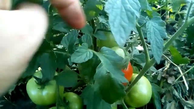 2018 07 12 Помидор сорт ранний Санька смотреть онлайн