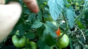 2018 07 12 Помидор сорт ранний Санька