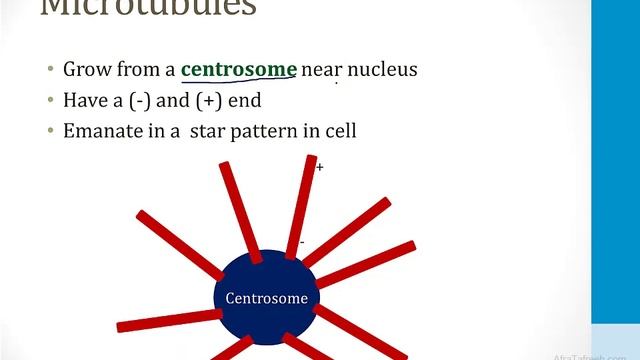 Клеточная биология USMLE - 3. Клеточная биология - 3.Цитоскелет