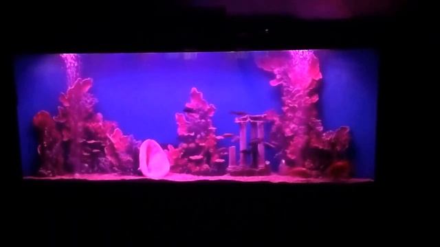 Аквариум с керамикой ручной работы смотреть онлайн