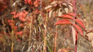Осенняя грусть. Красивая музыка, саксофон