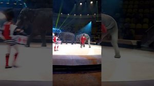 цирк "Девочка и слон"