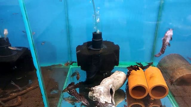 Поздравляем всех с Новым Годом! Наличие рыб и растений на 2 января. Аквариумный магазин Аквалюбител смотреть онлайн