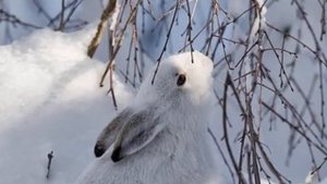 Сергей Чекалин-Ноябрь!