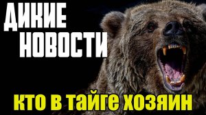 Нападение медведя на людей_Украли 300 шкур_Еда из отходов_Расстрел ворон_Дикие Новости