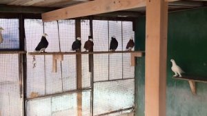 Голуби. Красные,черные белоголовые,сороки,пермяки итд