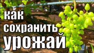 Как защитить урожай винограда/ Как защитить виноград
