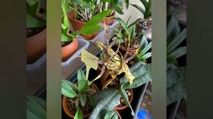 #орхидея_Брассия ? #цветение, наблюдения, выводы