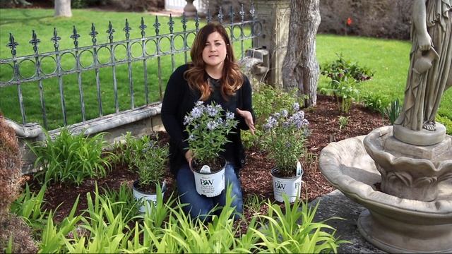 Storm Cloud Amsonia смотреть онлайн