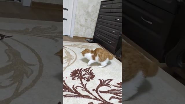 Экзотические короткошерстные котята #exoticshorthair #sweetcat #catsoftheworld #cuteat #cat