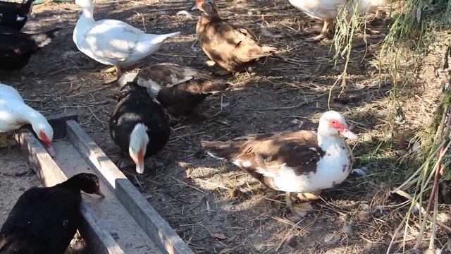 Мускусные утки. Уход и содержание. Лето 2014. смотреть онлайн