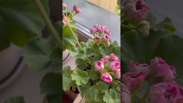 Пеларгония Готика обзор цветения смотреть онлайн