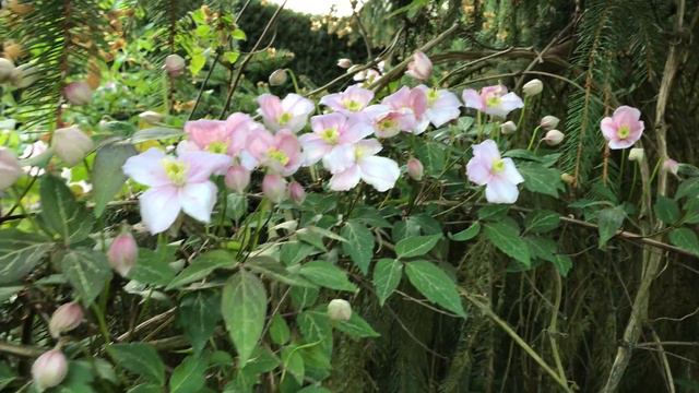 Clématite des montagnes Clematis montana 'Mayleen' La nature s'affinent. смотреть онлайн