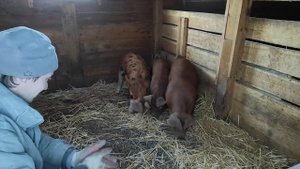 Шикарный вес поросят в 3 месяца. Разведение свиней.