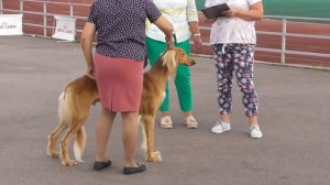 Салюки, персидская борзая, видео с выставки собак