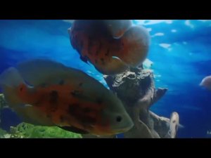 Мои цихлиды в аквариуме Леонида. Теперь, конечно, это его цихлиды)))